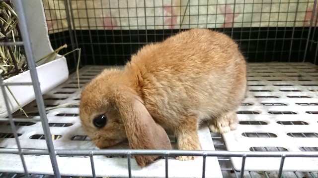 ロップイヤーラビット