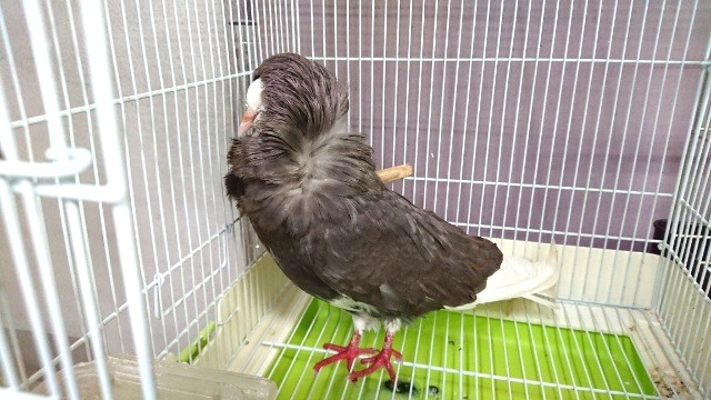 ジャコビンバト