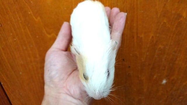 イングリッシュモルモット