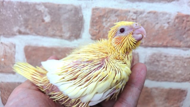 オカメインコ