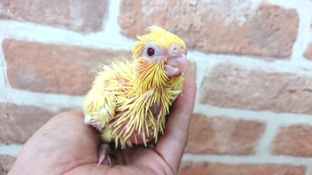 オカメインコ
