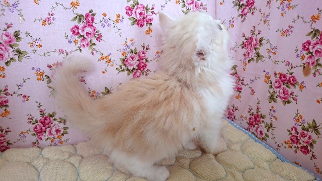 スコティッシュフォールド