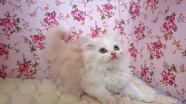 スコティッシュフォールド