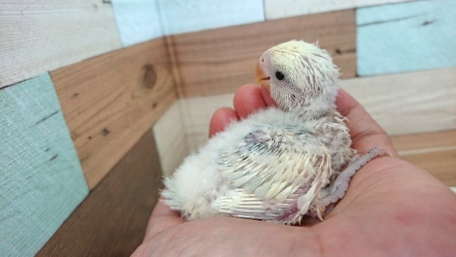 コザクラインコ（小桜インコ）