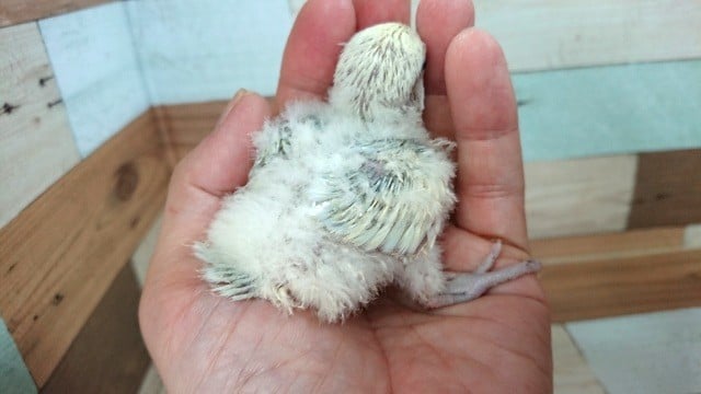 コザクラインコ（小桜インコ）