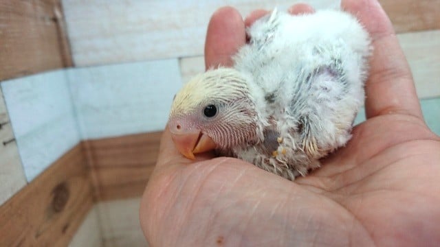 コザクラインコ（小桜インコ）