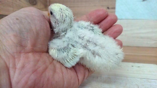 コザクラインコ（小桜インコ）