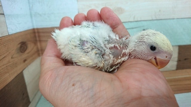 コザクラインコ（小桜インコ）