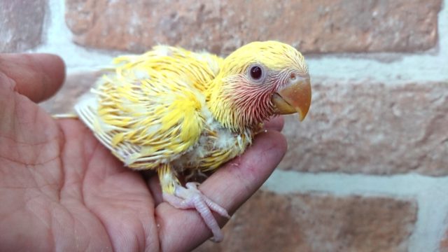 コザクラインコ（小桜インコ）