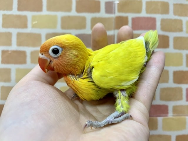 手乗りボタンインコ 山吹イエロー 6月4日 ボタンインコ