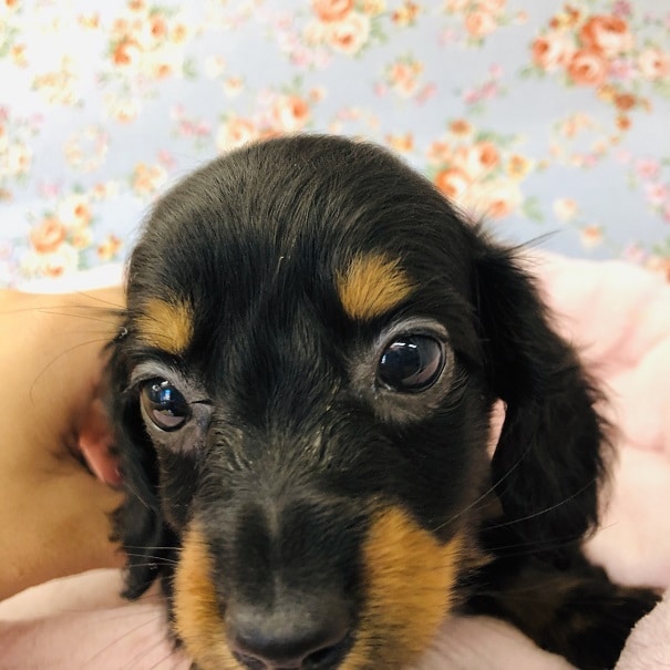 ミニチュアダックス