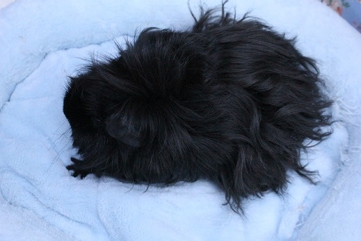 メリノモルモット