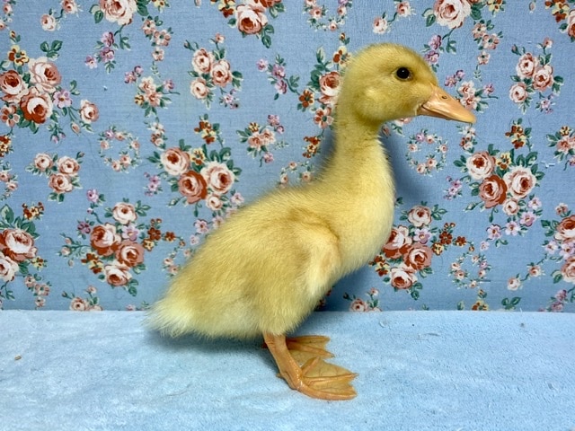 アヒル ヒヨコ 6月2日 アヒル