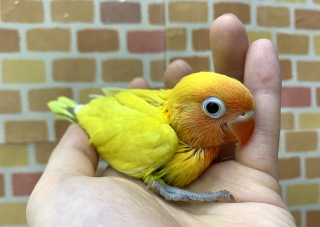 手乗りボタンインコ 山吹イエロー 6月4日 ボタンインコ