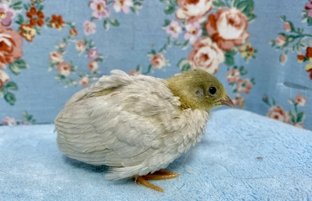 ヒメウズラ ヒヨコ 6月18日 ヒメウズラ