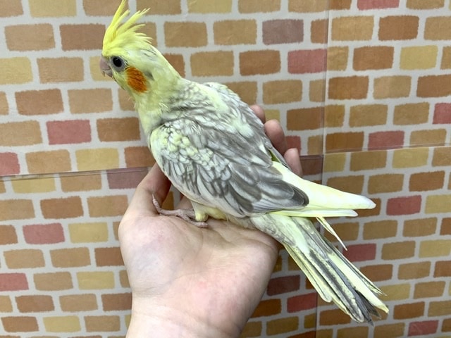 オカメインコ