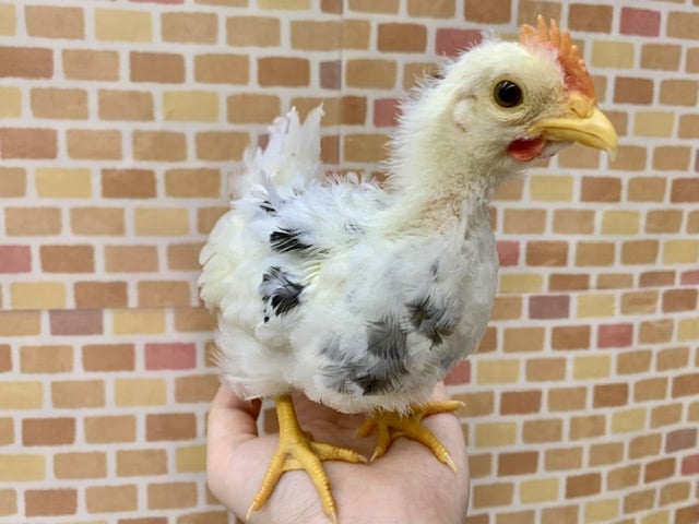 碁石チャボ（ゴイシチャボ）