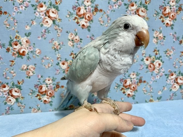 オキナインコ