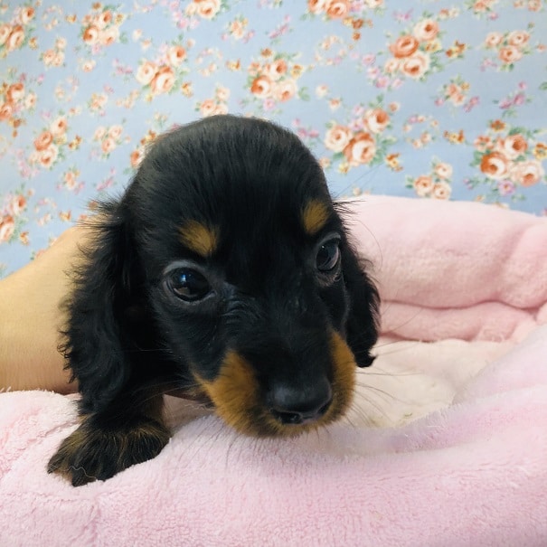 ミニチュアダックス