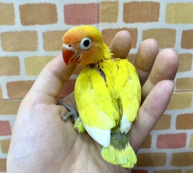手乗りボタンインコ 山吹イエロー 6月4日 ボタンインコ