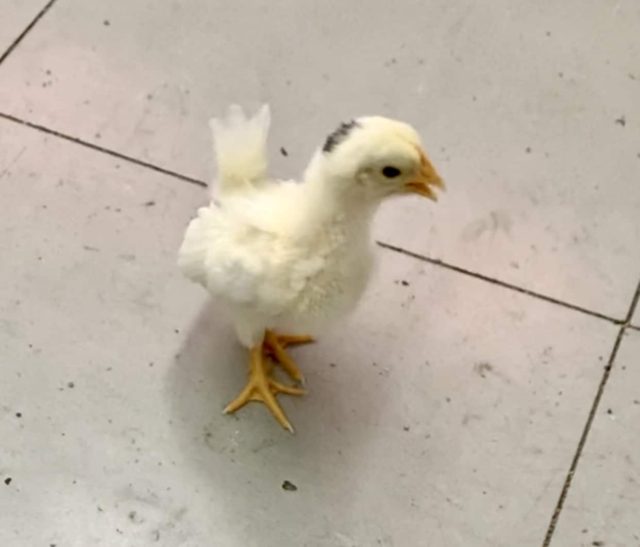 碁石チャボ（ゴイシチャボ）