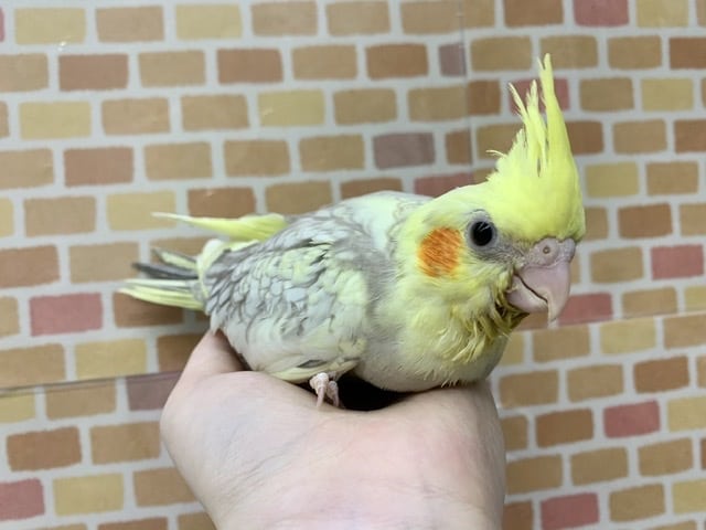 オカメインコ