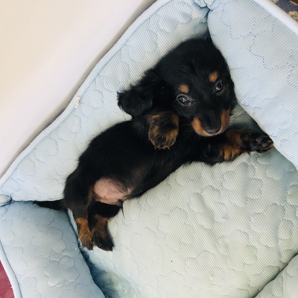 ミニチュアダックス