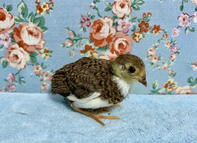 ヒメウズラ ヒヨコ 6月18日 ヒメウズラ