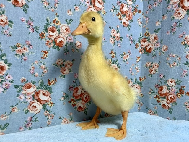 アヒル ヒヨコ 6月2日 アヒル