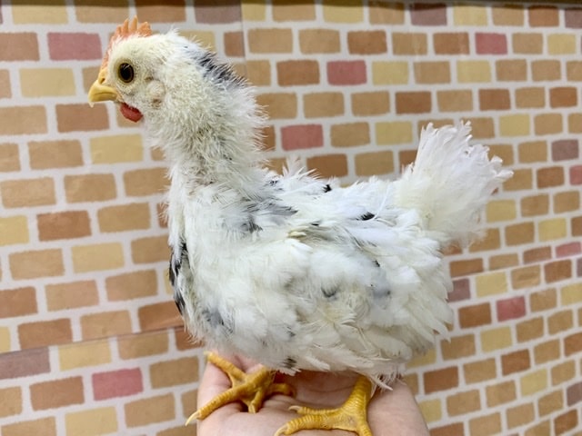 碁石チャボ（ゴイシチャボ）