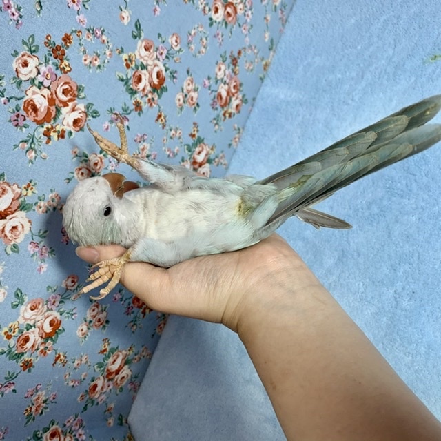 オキナインコ