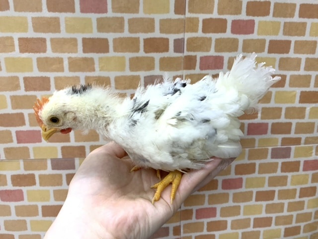 碁石チャボ（ゴイシチャボ）