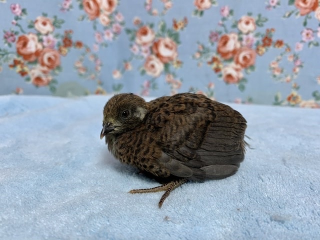 ヒメウズラ ヒヨコ 6月18日 ヒメウズラ