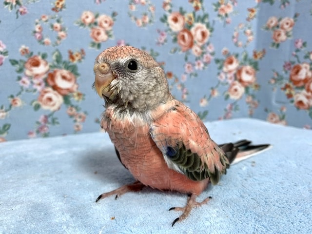 アキクサインコ（秋草インコ）