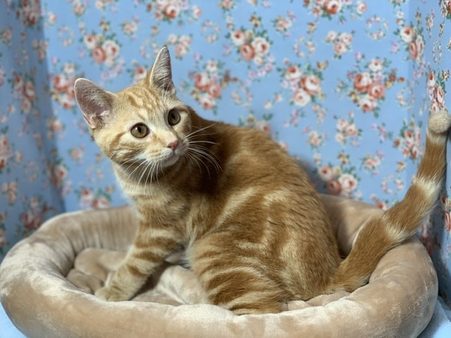 アメリカンショートヘア