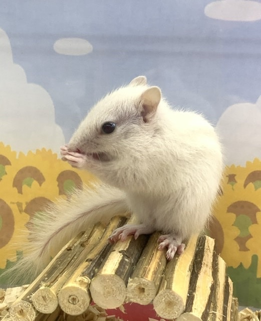 ホワイトシマリス