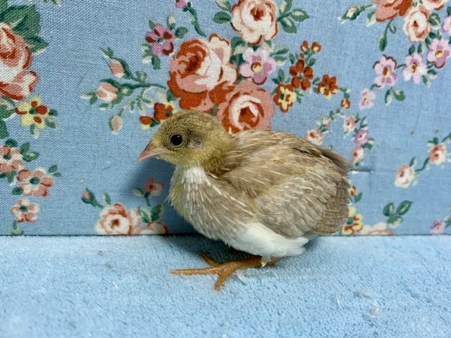 ヒメウズラ ヒヨコ 6月18日 ヒメウズラ