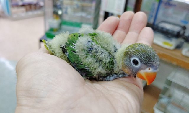 キエリボタンインコ