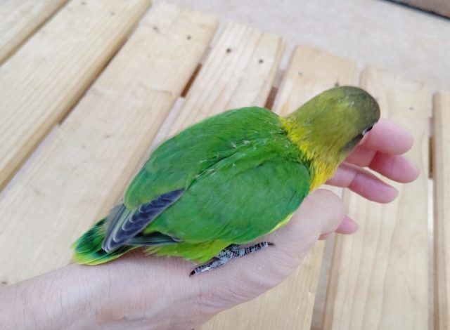キエリボタンインコ