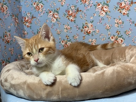 スコティッシュフォールド