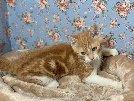 スコティッシュフォールド