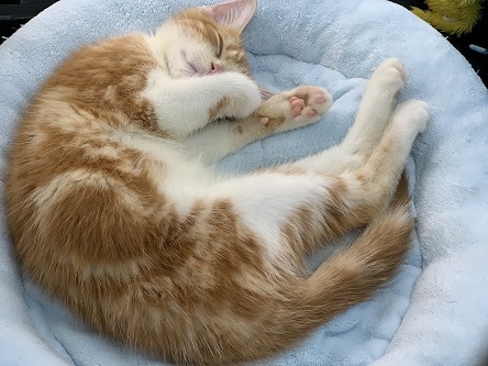 スコティッシュフォールド