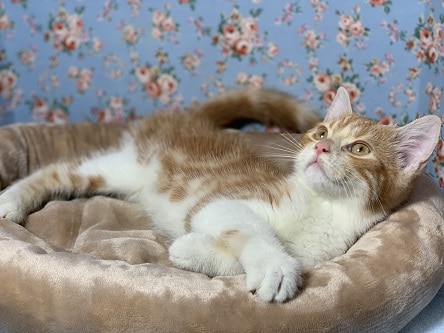 スコティッシュフォールド