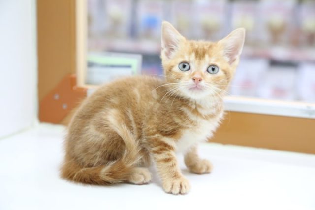 アメリカンショートヘア