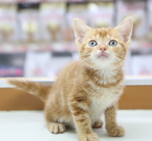 アメリカンショートヘア