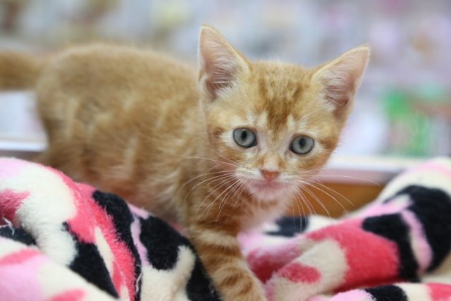 アメリカンショートヘア