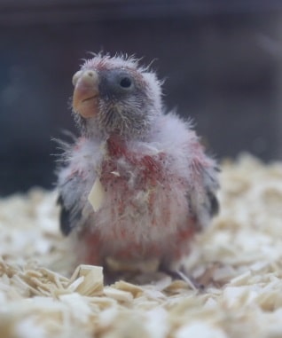アキクサインコ（秋草インコ）