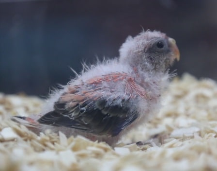 アキクサインコ（秋草インコ）