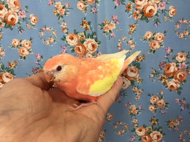 アキクサインコ（秋草インコ）