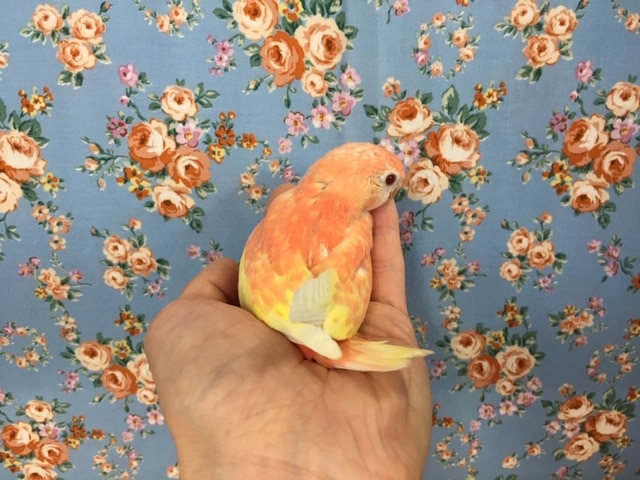 アキクサインコ（秋草インコ）